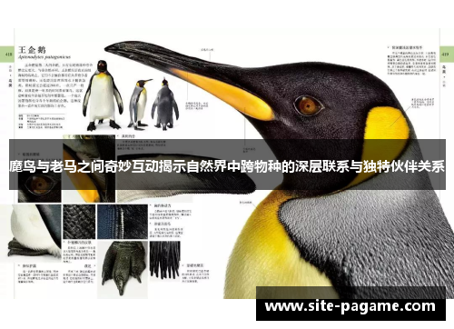 魔鸟与老马之间奇妙互动揭示自然界中跨物种的深层联系与独特伙伴关系 魔鸟与老马之间奇妙互动揭示自然界中跨物种的深层联系与独特伙伴关系